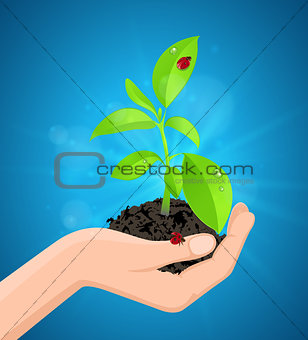 Green plant in hand