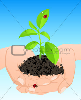 Young green plant in hands