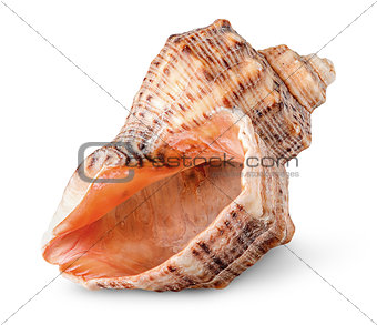 Seashell rapana vertically rotated