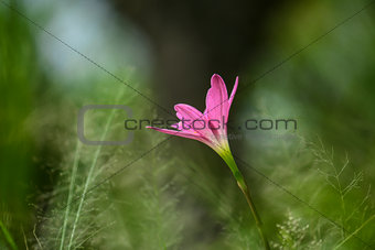 Blossom pink rain lily with blur background