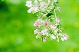 A branch of blossoming Apple trees in springtime, close-up