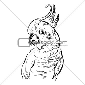 Hand drawn vector brush drawing graphic ink realistic tropical parrot illustration isolated on white background.Design for save the date,coloring book,wedding,birthday,decoration.