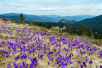 Crocus blossom in mountains