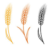 colorful isolated wheat ears set