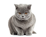 Front view of a British Shorthair,7 months old, isolated on whit