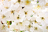 Beautiful white flowers of a cherry tree on a branch. Outdoors.