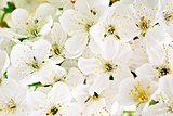 Beautiful white flowers of a cherry tree on a branch. Outdoors.