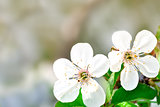 Beautiful white flowers of a cherry tree on a branch. Outdoors.