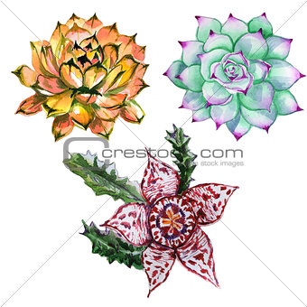 Wildflower succulentus flower in a watercolor style isolated.