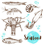 Hand drawn fish, squid and shrimp