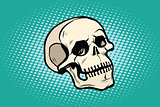 human skull head skeleton