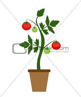 Garden Background Vector Illustration. Growing Bush of Tomatoes 
