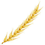 Photo realistic ear of wheat, vector illustration.
