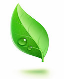 glossy green leaf