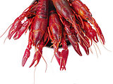 boiled louisiana crawfish
