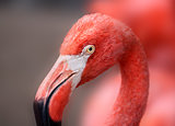 hoto of a beautiful portrait of a red flamingo
