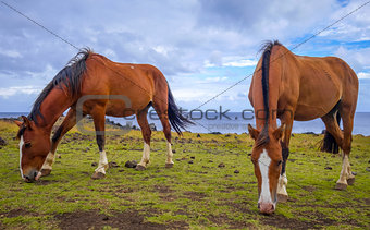 Horses on easter island cliffs