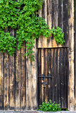 Old wooden wall with door, vintage metal lock and green leaves o