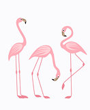 Tropical bird flamingos