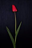 One red tulip on a black surface