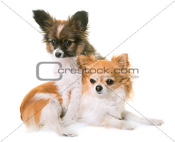 puppy pappillon dog and chihuahua