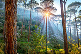 Beautiful pine forest