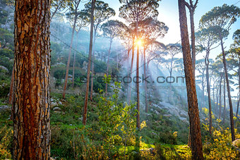 Beautiful pine forest