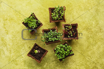 Different potted seedlings growing