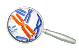 Magnifying glass and red and blue X chromosome