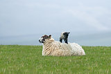Lamb on Ewe