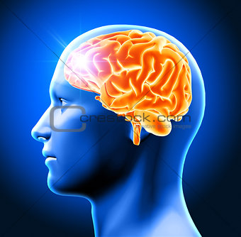 3D male head with brain