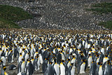 King penguins colony at South Georgia