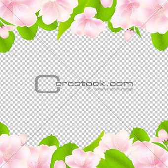 Apple Tree Flowers With Frame