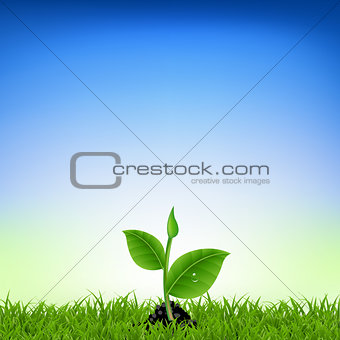 Green Grass With Young Plant