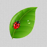 Ladybug With Leaf Isolated In Trasparent Background
