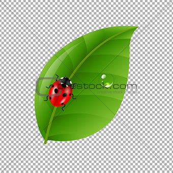 Ladybug With Leaf Isolated In Trasparent Background