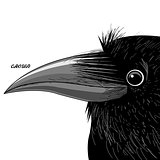 Vector portrait of a black raven