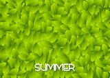 Abstract green summer leaves texture