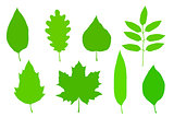 green leaves set