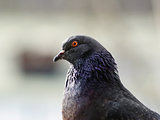 Pigeon head and neck