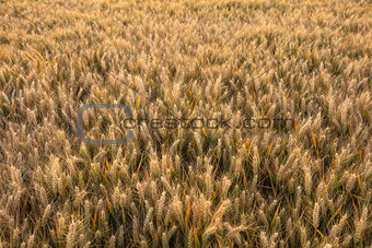 Barley Farm Field in Golden Light