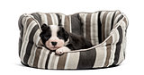 Young crossbreed puppy sleeping in a crib isolated on white