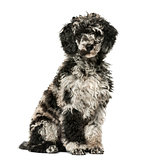 Puppy Poodle sitting,13 weeks old, isolated on white