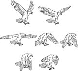 Bald Eagle Flying Drawing Collection Set