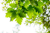 Spring background with green leaves.