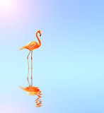 Flamingo on blue water