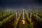 The Bordeaux vineyards affected by a devastating frost