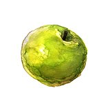 Green apple. Watercolor