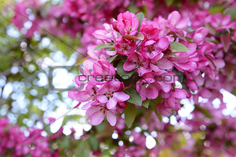 Pink blossom on branch of malus crab apple