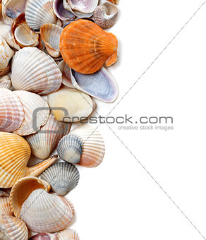 Natural background of seashells